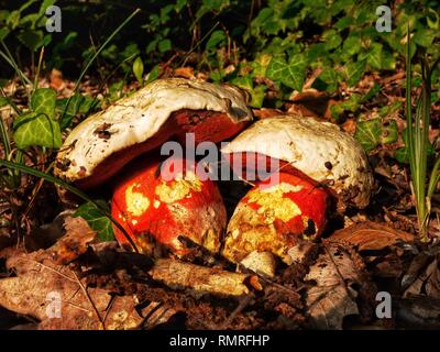 Boletus Satanus - Le bolet du diable, un champignon rare largement considéré comme le seul membre de la potentiellement mortelle famille boletus Banque D'Images