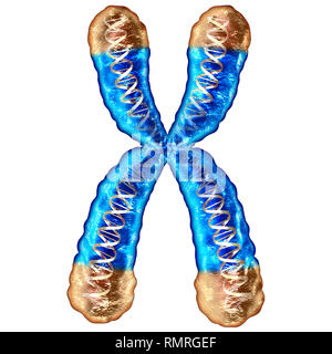 Concept des télomères télomères et isolé situé sur les bouchons d'extrémité d'un chromosome résultant du vieillissement par la dégradation de l'ADN ou de la protection qui aboutiraient à une vie. Banque D'Images