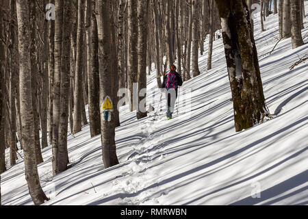 Une femme voyageant seule randonnée touristique un sentier enneigé, à travers une épaisse forêt, au cours d'un hiver ensoleillé 1 jours de trek dans les montagnes de Bucegi (partie de montagnes des Carpates Banque D'Images