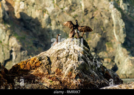 Colonie de cormorans (Phalacrocorax carbo), la péninsule du Kamtchatka, près du cap, Kekurny la Russie. Banque D'Images