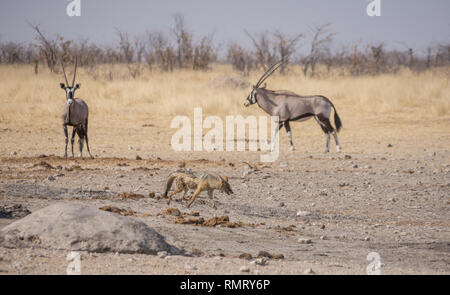 Un chacal à dos noir dans la savane namibienne Banque D'Images