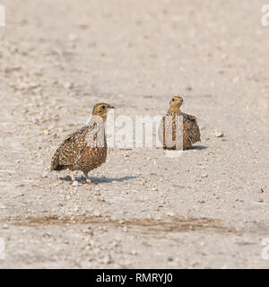 Ganga de Burchell femelle dans la savane namibienne Banque D'Images