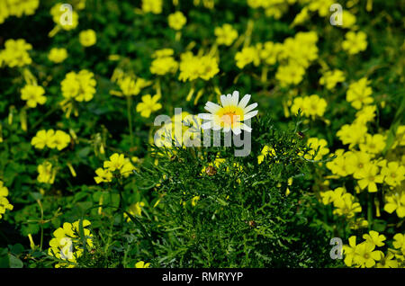 Seul dans la prairie de fleurs marguerite fleurs de trèfle et en arrière-plan Banque D'Images