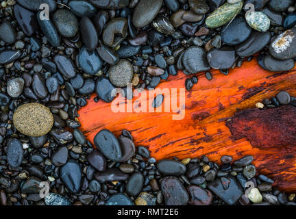 Un aulne driftwood partiellement enterré par des petites pierres sur le Rialto Beach dans le Parc National Olympique, l'État de Washington, USA. Banque D'Images