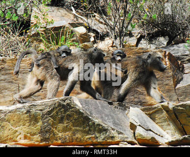 Widl babouins mère de marcher à travers une falaise de pierre tout en transportant les jeunes sur leur dos. Photographié lors d'un safari en Afrique du Sud. Banque D'Images