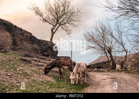 L'Ouzbékistan des scènes de la vie dans le village Sentob sur le Nurataou montagnes, au nord de Samarkand, près du lac Aydar - paysage avec âne Banque D'Images