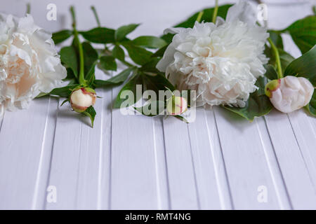 Fleurs de pivoines blanches avec de l'espace pour le texte sur un fond rose. Fleur de pivoine la texture. Mise à plat, vue du dessus. Fleur de pivoine la texture. Banque D'Images