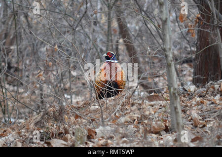 Anneau commun Faisan de Colchide Phasianus colchicus MÂLE DANS LES BOIS DES ARBRES Banque D'Images