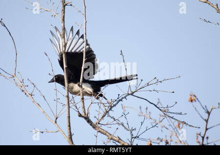 EURASIAN MAGPIE COMMUNE PICA PICA BIRD FLYING PLANEUR ENTRE LES ARBRES DANS LA NATURE Banque D'Images