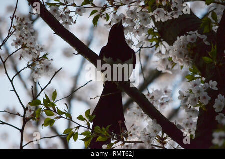 EURASIAN MAGPIE COMMUNE PICA PICA BIRD Banque D'Images