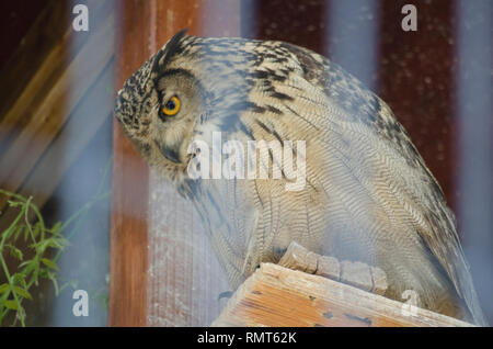 Grand HIBOU OISEAU EN CAGE DE ZOO Banque D'Images