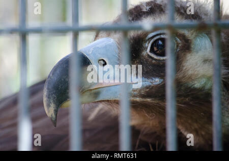 GOLDEN EAGLE BEC l'ŒIL de l'OISEAU EN CAGE DE ZOO Banque D'Images