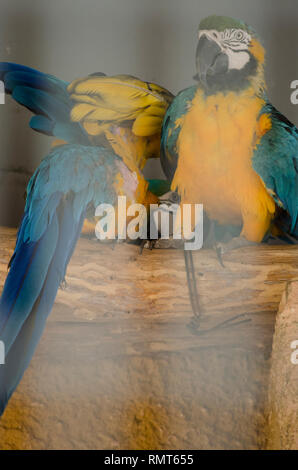 Perroquets ARA BLEU ET JAUNE (oiseaux) dans la cage du Zoo Banque D'Images