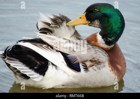 MALLARD DUCK GOOSE AVEC VERT TÊTE ET BEC JAUNE SE LISSANT SES PLUMES DANS L'EAU Banque D'Images