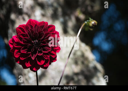 Carmin lumineux (rouge foncé) Arabian night ou Dahlia Dahlia décoratif sur un jardin. Des mouvements doux sous la brise d'été. Banque D'Images