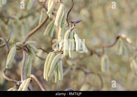 Corylus avellana 'Contorta'. Des chatons le Corkscrew Hazel en février, England, UK Banque D'Images