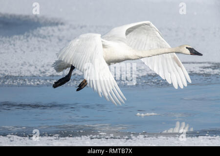 Les cygnes trompettes (Cygnus buccinator) dans le parc national de Yellowstone au cours de l'hiver Banque D'Images