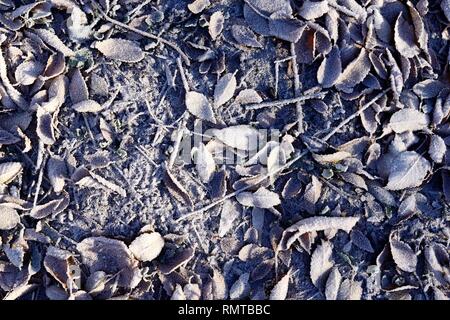 Feuilles et branches sur le sol gelé dans le froid matin de novembre. Les textures de frost couvrant les feuilles. Banque D'Images