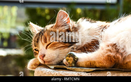 Sleepy Cat sur le soleil Banque D'Images