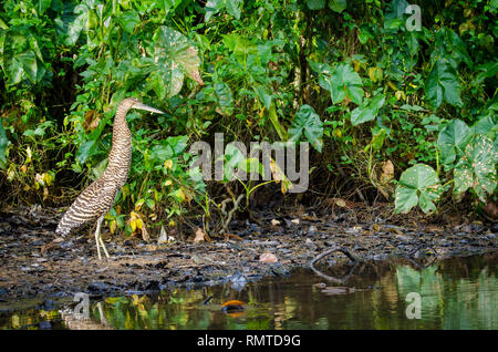 Tiger heron pédonculées par caiman dans le Parc National de Tortuguero Costa Rica Banque D'Images