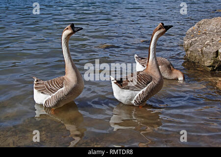 Deux spécimen de goose chinois dans un petit lac Banque D'Images