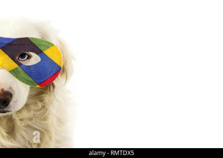 Chien PORTRAIT MASQUE CARNAVAL arlequin. FUNNY MIXED-BREED PUPPY PORTANT UN EYEMASK colorés. STUDIO SHOT ISOLÉ SUR FOND BLANC. Banque D'Images