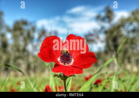 coquelicot avec abeille Banque D'Images