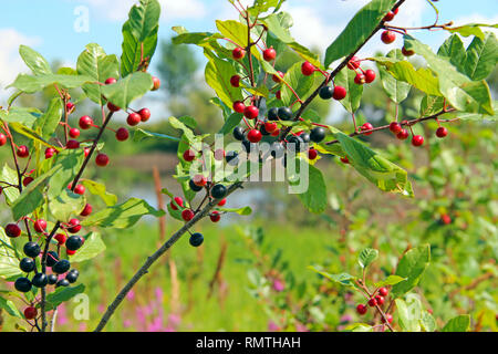 Succursales / filiale de Frangula alnus de noir et de fruits rouges. Fruits de Frangula alnus Banque D'Images