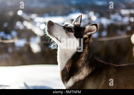 Race croisée husky demande un traitement sur le sommet d'une montagne, avec le village en arrière-plan flou Banque D'Images