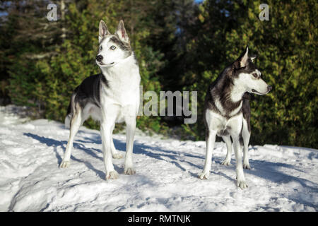 Portrait d'un couple de Husky sur une journée d'hiver ensoleillée, avec du bois de cèdre à l'arrière-plan Banque D'Images