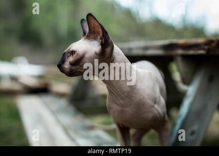 Chat Sphynx explorer le désert pour la première fois Banque D'Images