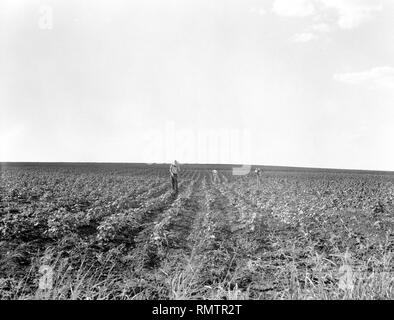 Le binage ouvriers dans le champ de coton du sud, Texas, USA, Dorothea Lange, Farm Security Administration, Août 1936 Banque D'Images