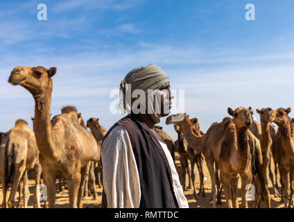 Troupeau de chameaux soudanais, Nubia, Old Dongola, Soudan Banque D'Images