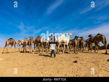 Troupeau de chameaux soudanais, Nubia, Old Dongola, Soudan Banque D'Images