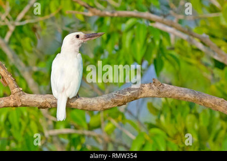 Leucistic kingfisher Todiramphus chloris, collier, espèce rare, assis sur la perche ouvert, la Réserve de tigres de Sundarban, West Bengal, India Banque D'Images