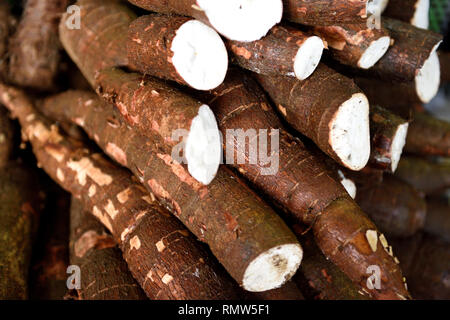 Racine de yuca colombienne, racine de yuca brute récoltée à l'état frais ou racine de manioc sur un marché agricole en Colombie, en Amérique du Sud Banque D'Images