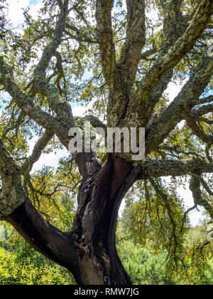 Un vieux chêne-liège dans le sud du Portugal. Le chiffre 9 indique l'année dernière l'arbre a été récolté de son écorce. Banque D'Images