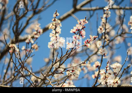 Printemps Floral background, soft focus. Branches de l'abricotier en fleur au printemps à l'extérieur en lumière macro vintage bleu pastel. Ai élégant délicat Banque D'Images