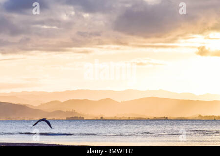 Une mouette midflight distrait de la coucher du soleil pâle Gisborne, en Nouvelle-Zélande. Banque D'Images