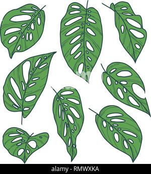 Collection vecteur ensemble de Monstera adansonii Obliqua exotique masque singe dessins des feuilles des plantes Illustration de Vecteur