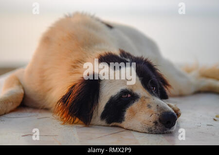 Chien couché sur le sol et regardant la caméra, l'éclairage doux sur matin. Banque D'Images