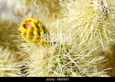 Un ours de fructification (cholla cactus Cylindropuntia bigelovii) dans le parc national Joshua Tree, California, USA Banque D'Images