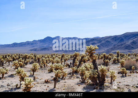 Cholla nounours contre les montagnes et le ciel bleu, le parc national Joshua Tree, Californie Banque D'Images