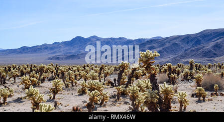 Cholla nounours contre les montagnes et le ciel bleu, le parc national Joshua Tree, Californie Banque D'Images