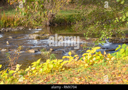 L'automne jaune plantes sur les rives d'un fleuve dans un paysage pittoresque montrant les changements de saisons dans la lumière du soir Banque D'Images