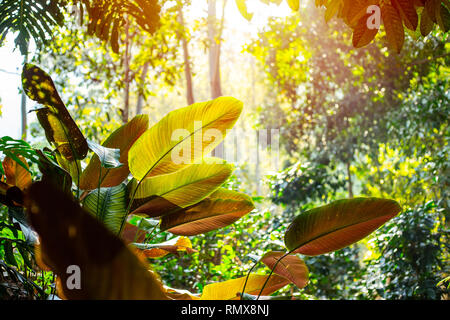 Nature vert tropical rain forest green tree avec sun flare en matinée pour l'arrière plan. Banque D'Images