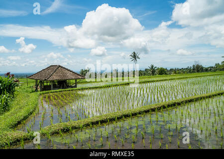 Paysage de rizières en terrasses de Jatiluwih à Bali, Indonésie. Unesco world heritage sight, Indonésie Banque D'Images