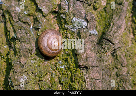 Photo d'une vie encore naturel coquille d'un escargot close-up bloqué sur l'écorce d'un arbre dans la forêt Banque D'Images