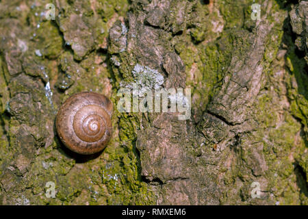 Photo d'une vie encore naturel coquille d'un escargot close-up bloqué sur l'écorce d'un arbre dans la forêt Banque D'Images