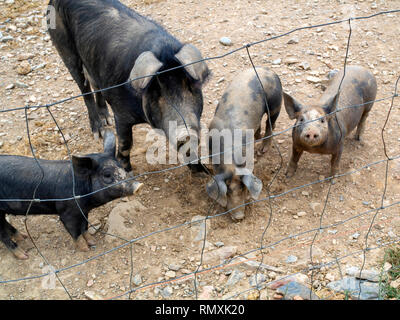 Une truie ibérique noir et ses porcelets dans le sud du Portugal. Lorsqu'ils sont engraissés jusqu'à l'abattage, les porcs en liberté, de manger les glands de chênes verts et Banque D'Images